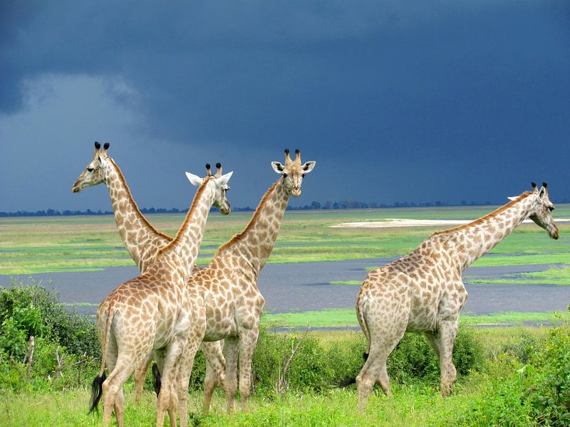 Giraffen voor de storm van Kim van de Wouw
