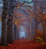 Misty morning