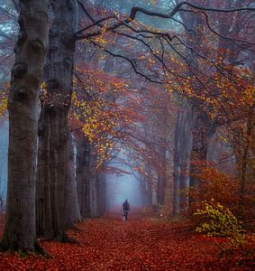 Misty morning