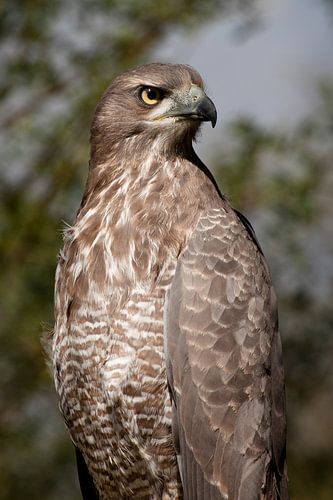 African Marsh Harrier