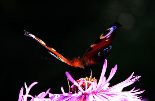 Fly Away