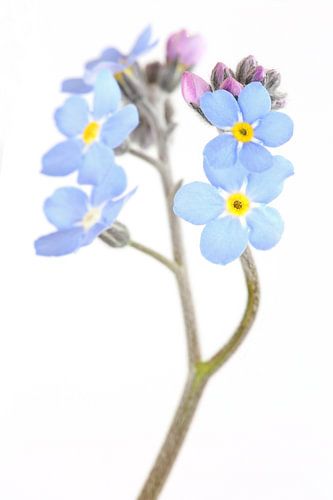 Vergissmeinnicht auf weißem Hintergrund