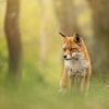 Renard dans les dunes d'approvisionnement en eau d'Amsterdam sur KB Design & Photography (Karen Brouwer)