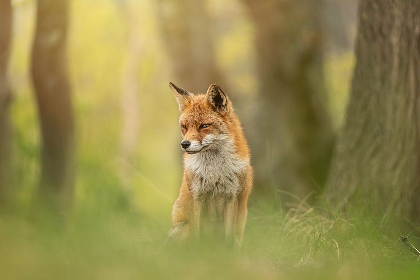 Fox in the Amsterdam Water Supply Dunes by KB Design & Photography (Karen Brouwer)