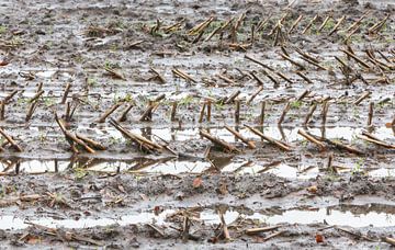 Farming during the winter period van Micha Klootwijk