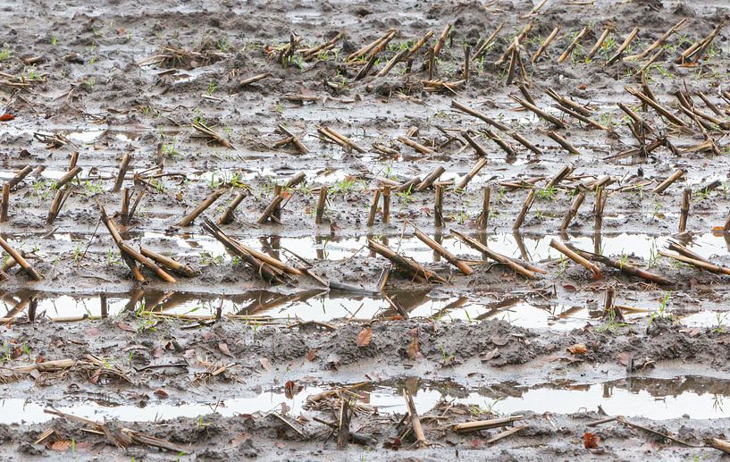 Farming during the winter period by Micha Klootwijk