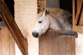 Rustend wit paard in een landelijke stal, tegen een decor van verweerd hout en warme baksteen van Youri Mahieu