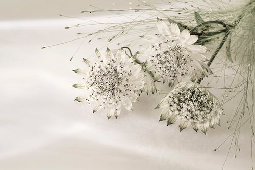 Zeeuws knoopje met gras. Lichtval.