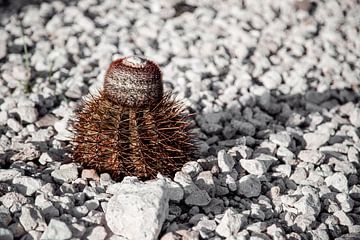 Petit cactus sur Dani Teston