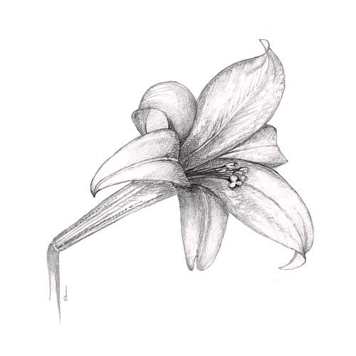Lily in pencil by Atelier DT