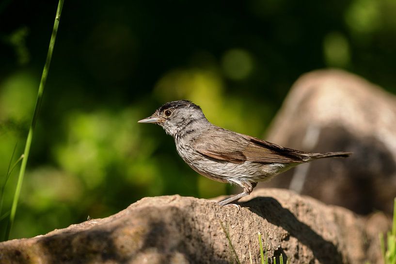 Mönchsgrasmücke (Sylvia atricapilla) von Dirk Rüter