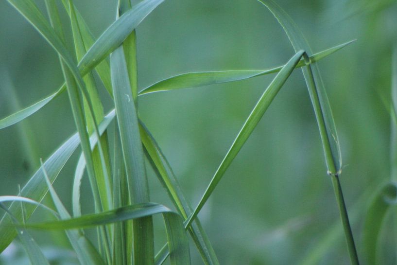 Dance of the stalks by Bengt Schrum