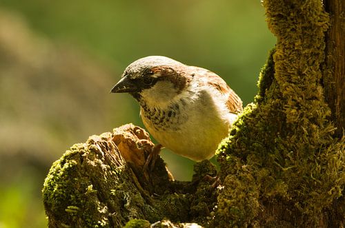 Mus von Ton van Weenen