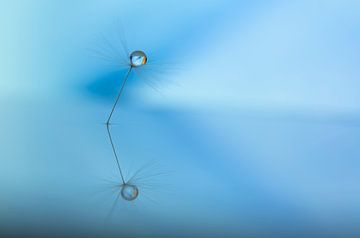 Paardenbloem pluis met waterdruppel van shoott photography