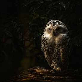 Snowy owl by de Utregter Fotografie