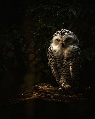 Snowy owl