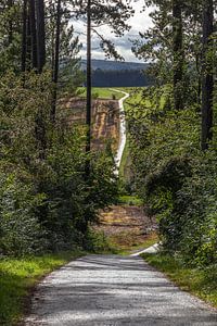 Chemin de Couvin
