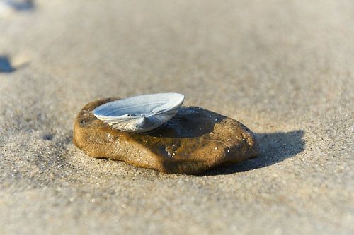 Shell on stone on the beach