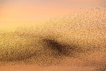 Spreeuwen tijdens zonsondergang aan het einde van een winterdag van Sjoerd van der Wal Fotografie