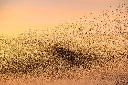 Spreeuwen tijdens zonsondergang aan het einde van een winterdag