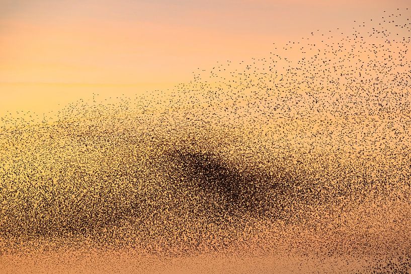Starling murmuration during sunset at the end of a winter day by Sjoerd van der Wal Photography