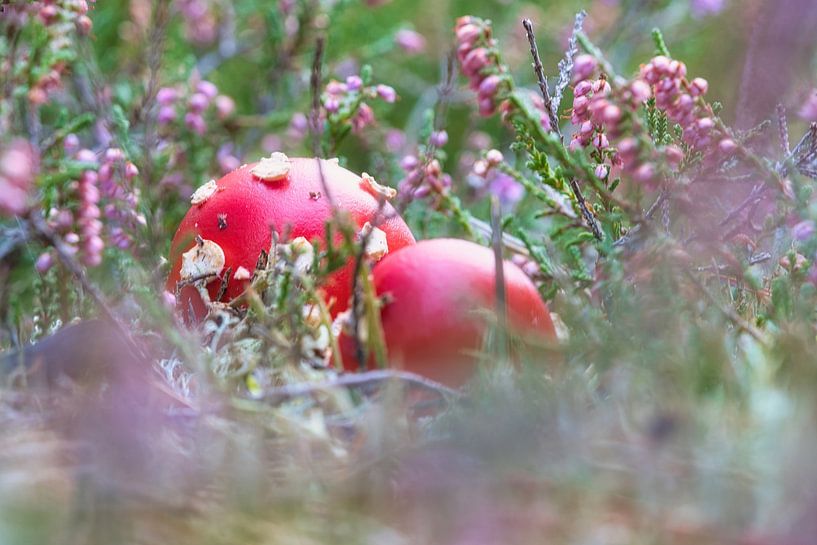 Fly agaric among heather by Martin Köbsch