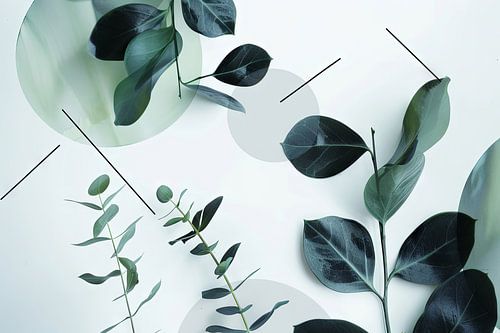 Tropische bladeren Monstera