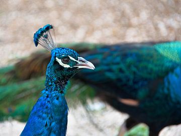Peacock in ostrich farm Curaçao by Karel Frielink