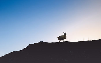 Les moutons des Highlands écossais. Panorama de silhouettes