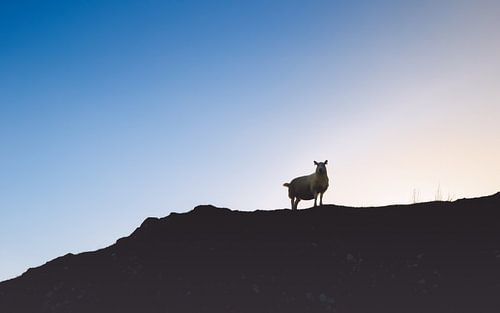 The sheep of the Scottish Highlands. Silhouettes Panorama