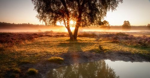 Rayons de soleil sur Connie de Graaf