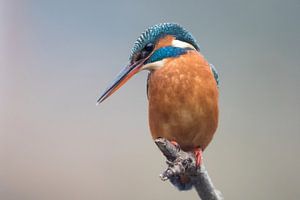 Eisvogel von Judith Borremans