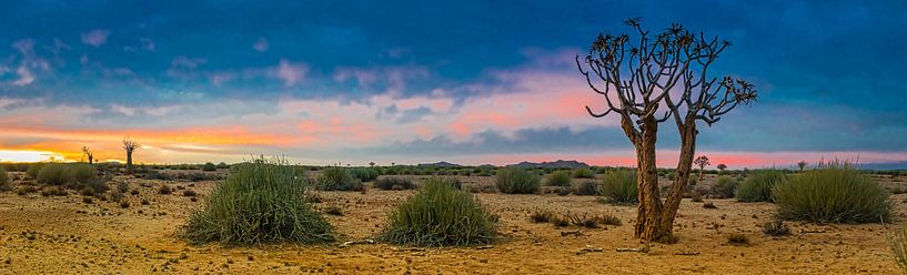 Panoramafoto van de Kalahari woestijn met kokerboom, Namibië van Rietje Bulthuis