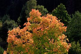Autumn time in the Black Forest