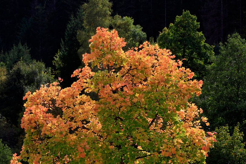 L'automne en Forêt-Noire par Thomas Jäger