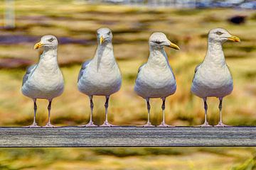 Dutch Seagulls in a row