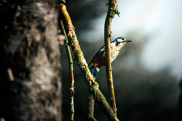 Un pic épeiche sur une branche