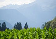 Bergen achter maisveld, Dellach im Drautal, Oostenrijk van Rinke Velds thumbnail