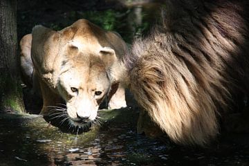 Drinkende leeuw en leeuwin van Marianne van den Bogaerdt