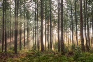 Sonnenstrahlen im Kiefernwald auf der Veluwe