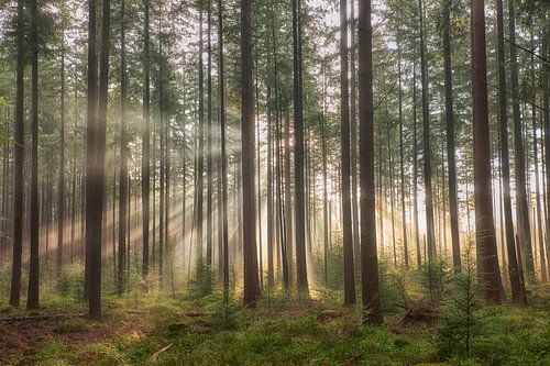 Sunbeams in pine forest on the Veluwe