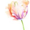 Tulip by Hennie Zeij