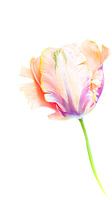 Tulp