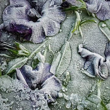 bevroren bloemen van Peter Smeekens