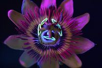 Passion flower fluorecence