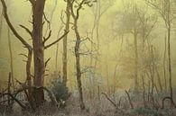 Mistig bos landschap van Peter Bolman thumbnail