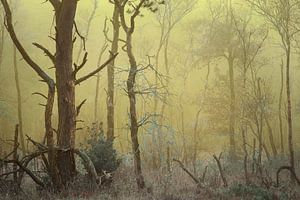 Mistig bos landschap van Peter Bolman