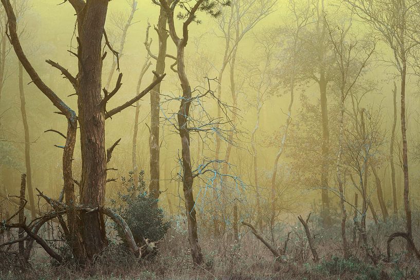 Mistig bos landschap van Peter Bolman