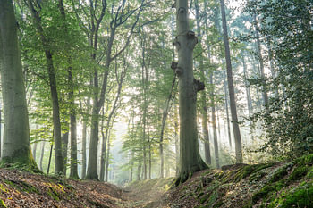a day in the woods