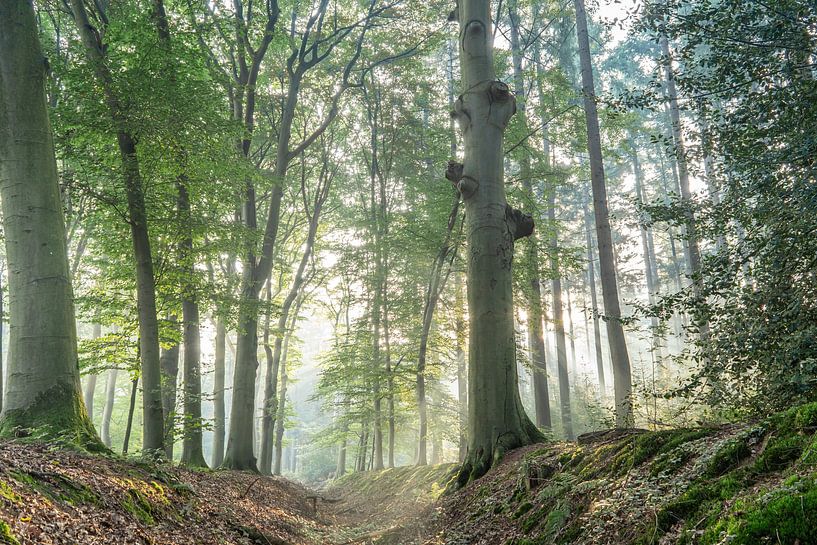 een dag in het bos van bob van den berg